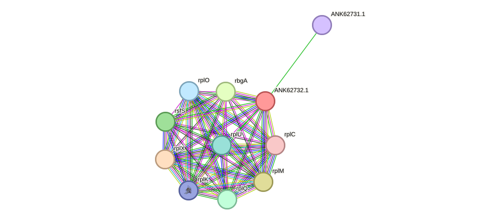 STRING protein interaction network