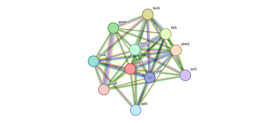 STRING protein interaction network