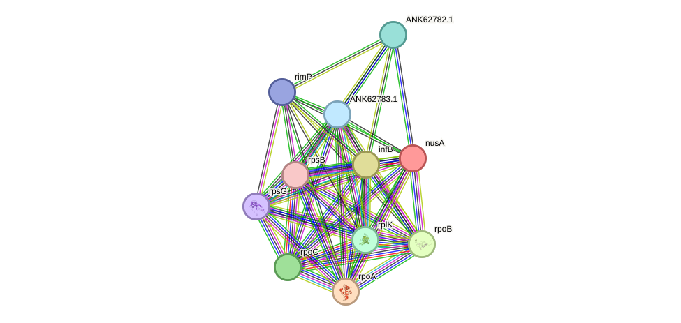 STRING protein interaction network