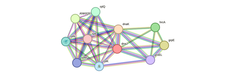 STRING protein interaction network