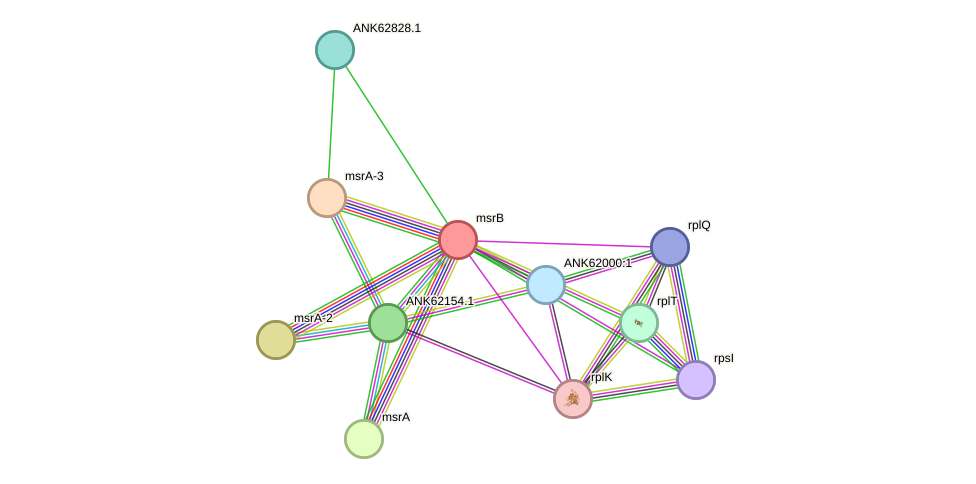 STRING protein interaction network