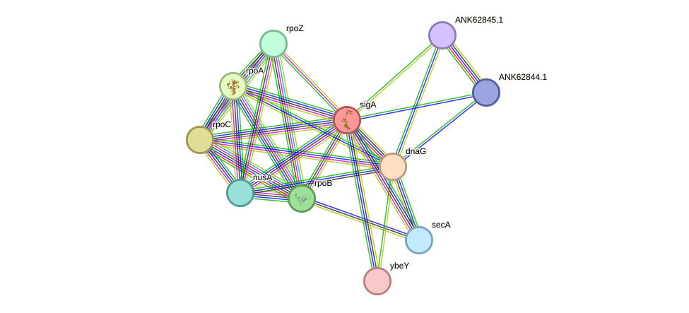 STRING protein interaction network