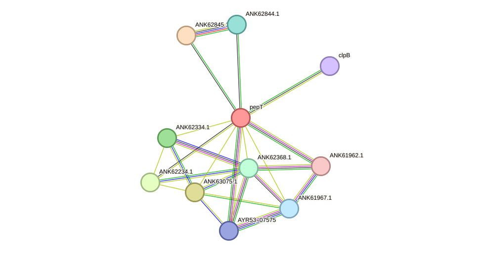STRING protein interaction network