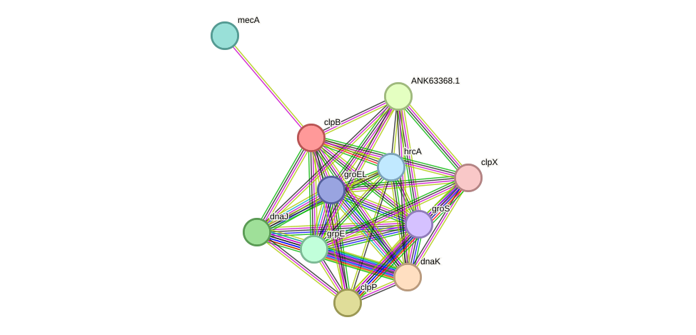 STRING protein interaction network