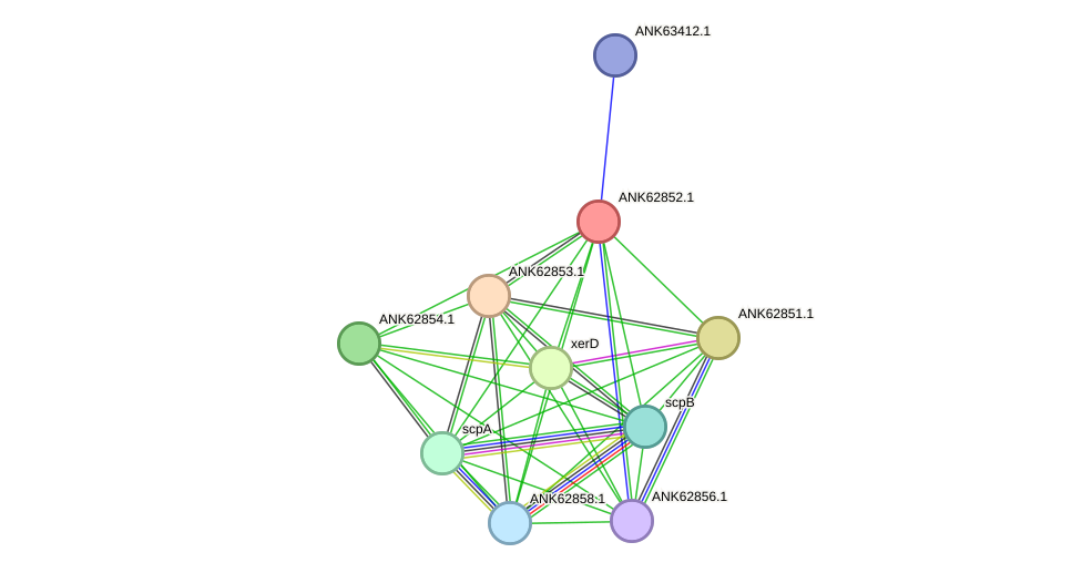 STRING protein interaction network