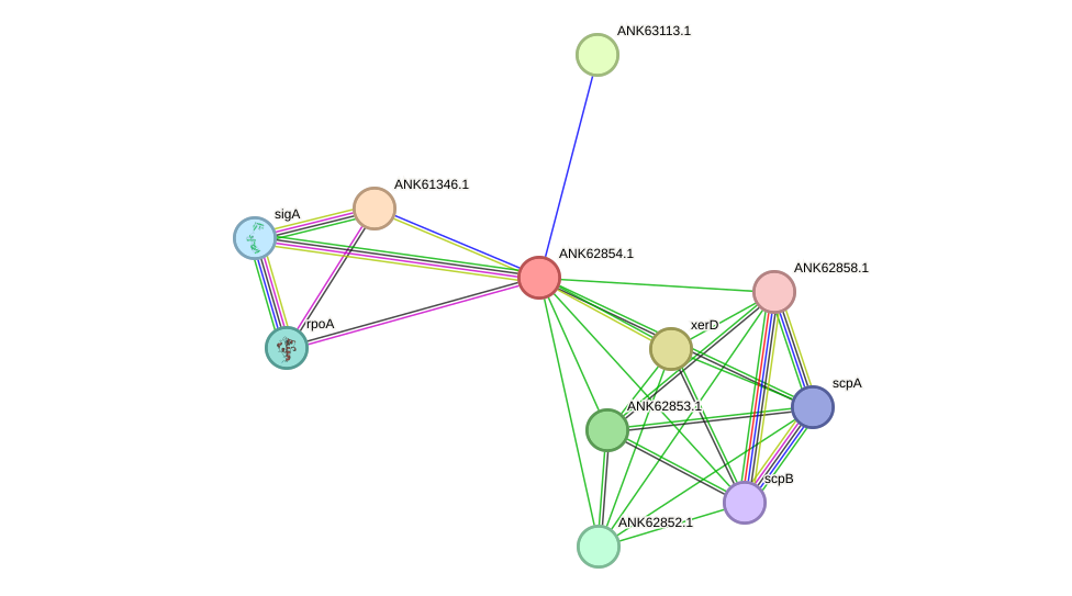STRING protein interaction network