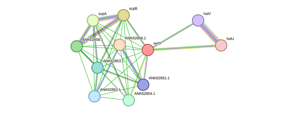 STRING protein interaction network