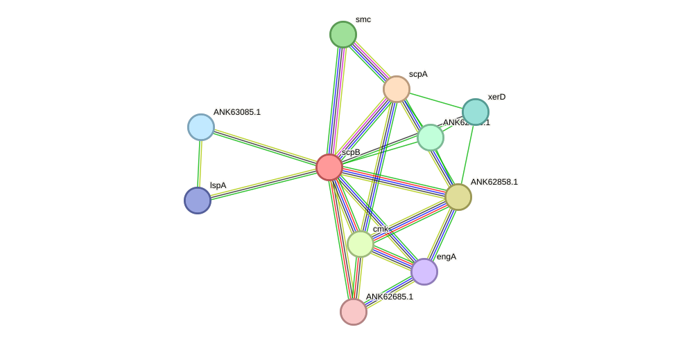 STRING protein interaction network