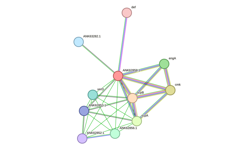 STRING protein interaction network