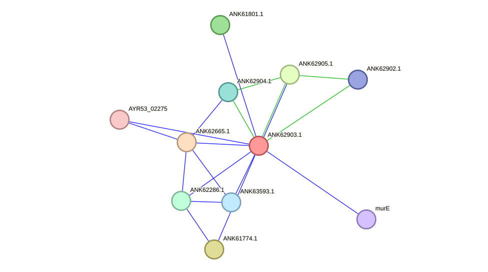 STRING protein interaction network