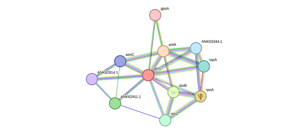 STRING protein interaction network