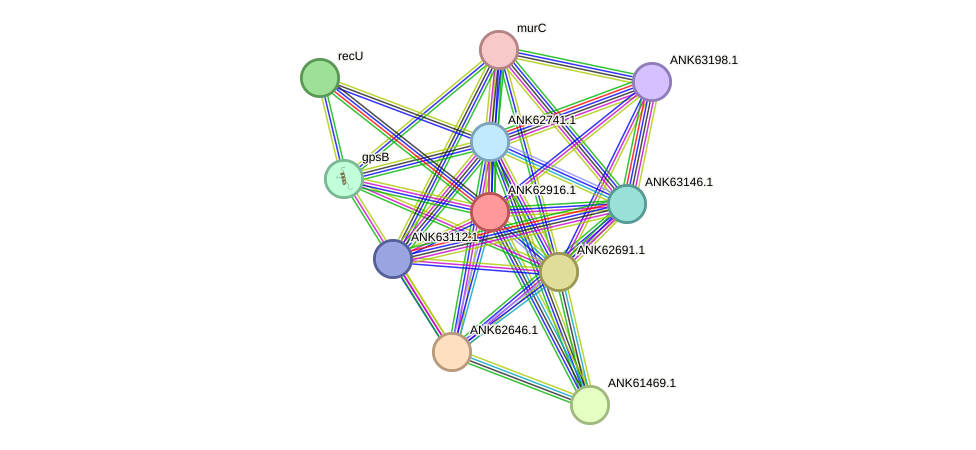 STRING protein interaction network