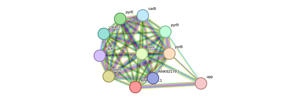 STRING protein interaction network