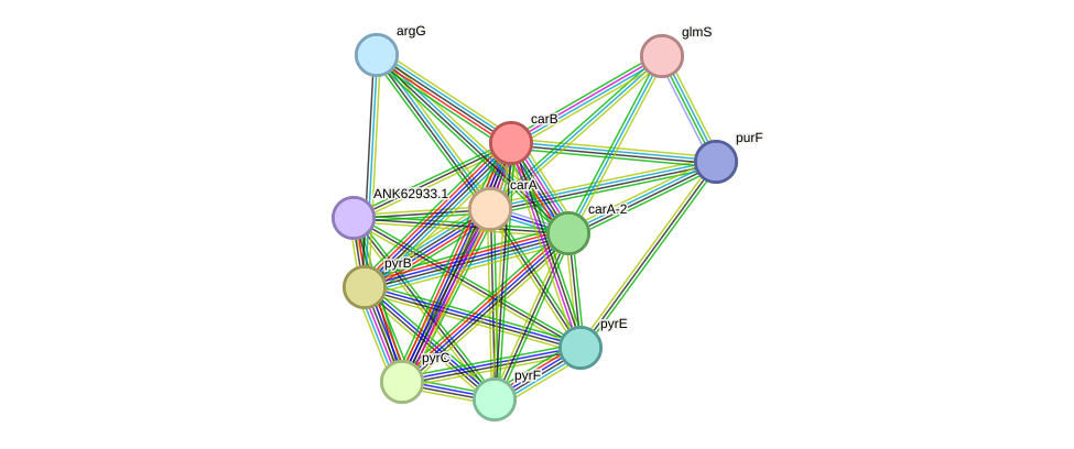 STRING protein interaction network