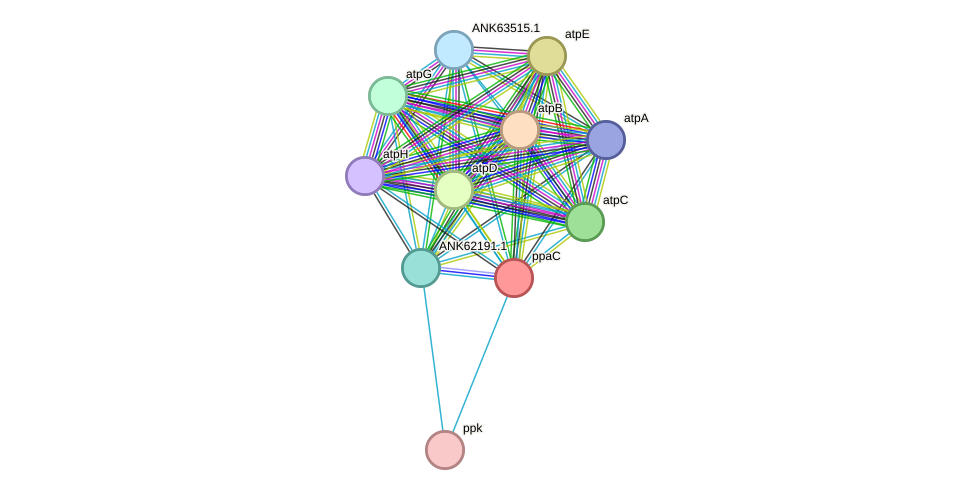 STRING protein interaction network