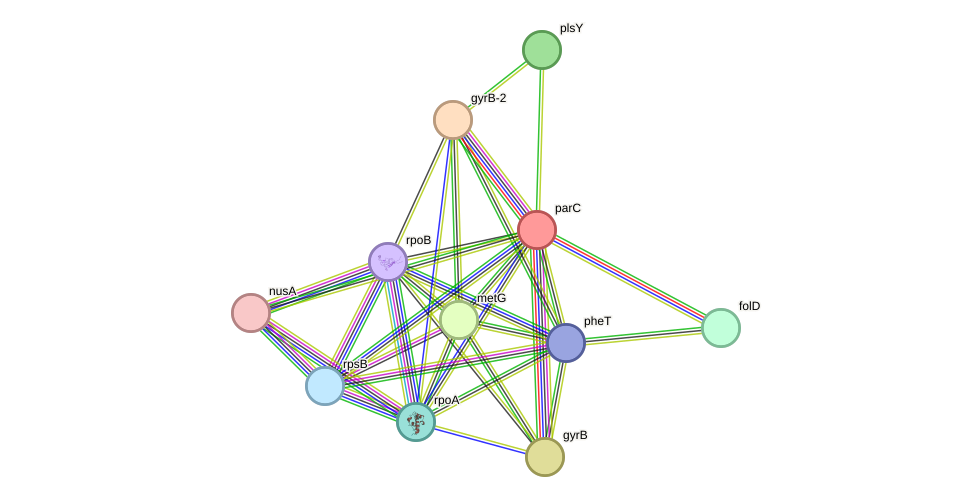 STRING protein interaction network