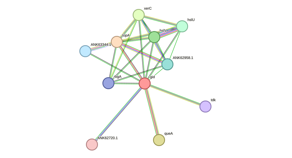 STRING protein interaction network