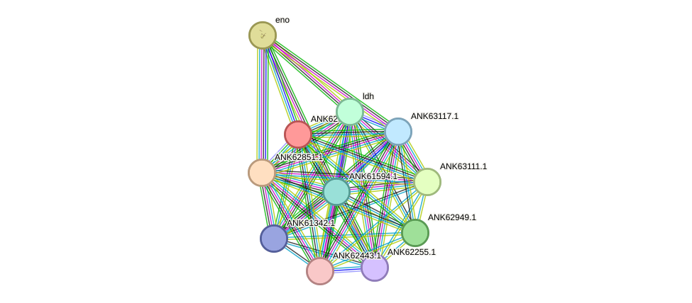 STRING protein interaction network