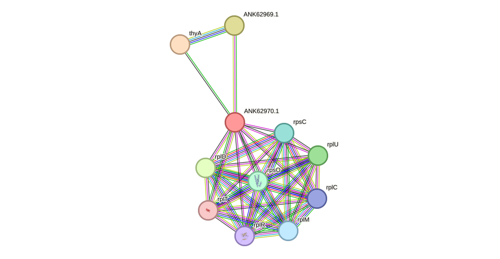 STRING protein interaction network