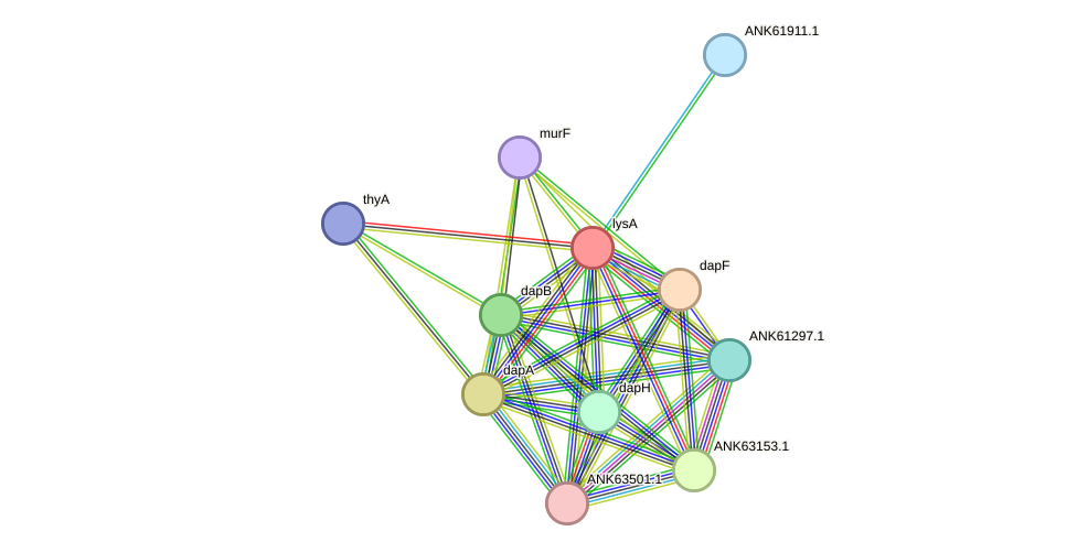 STRING protein interaction network