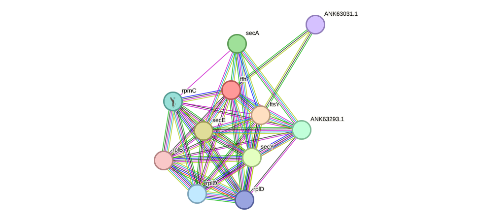 STRING protein interaction network