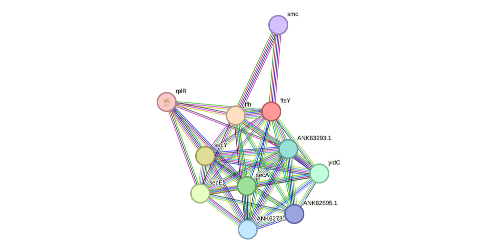 STRING protein interaction network