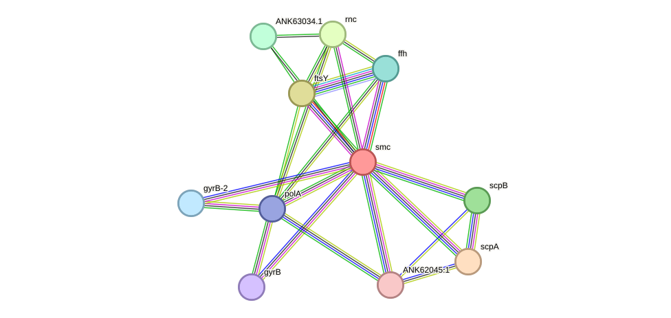 STRING protein interaction network