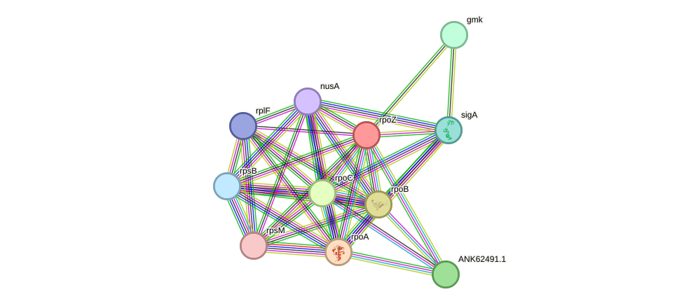 STRING protein interaction network