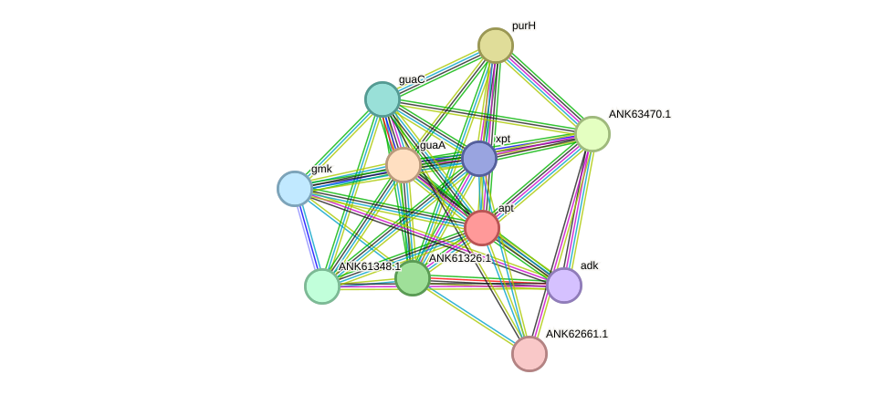 STRING protein interaction network