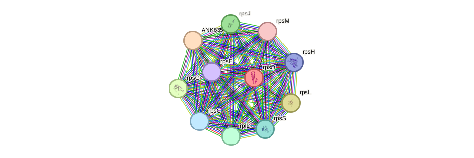 STRING protein interaction network