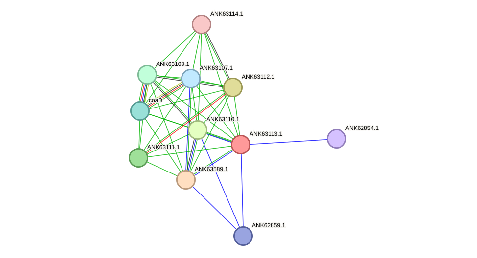 STRING protein interaction network