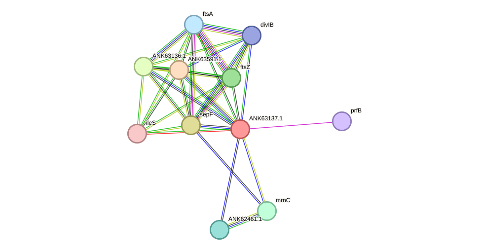 STRING protein interaction network