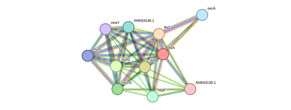 STRING protein interaction network