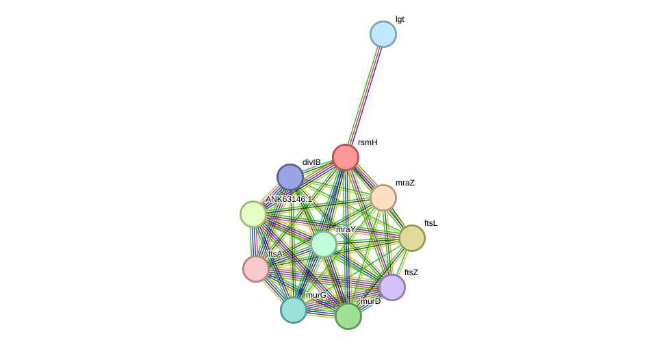 STRING protein interaction network