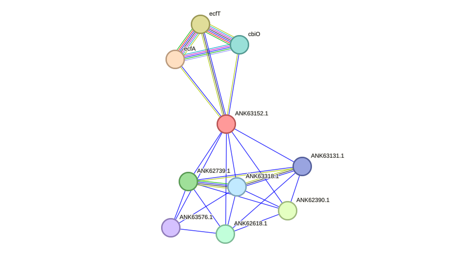 STRING protein interaction network
