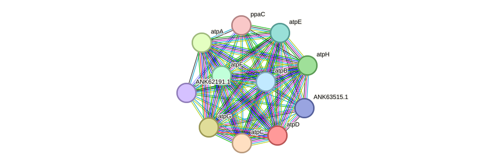STRING protein interaction network