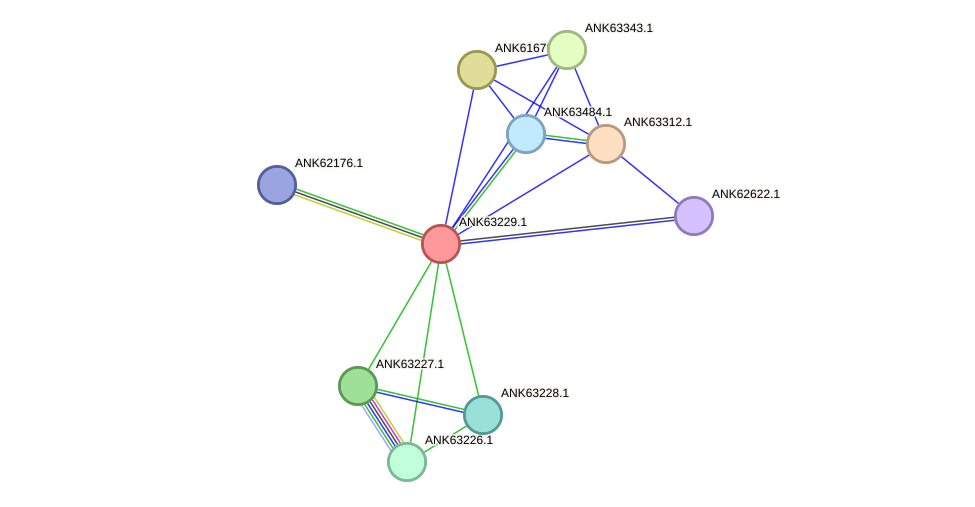 STRING protein interaction network