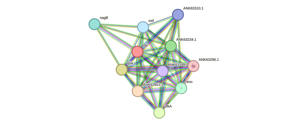 STRING protein interaction network