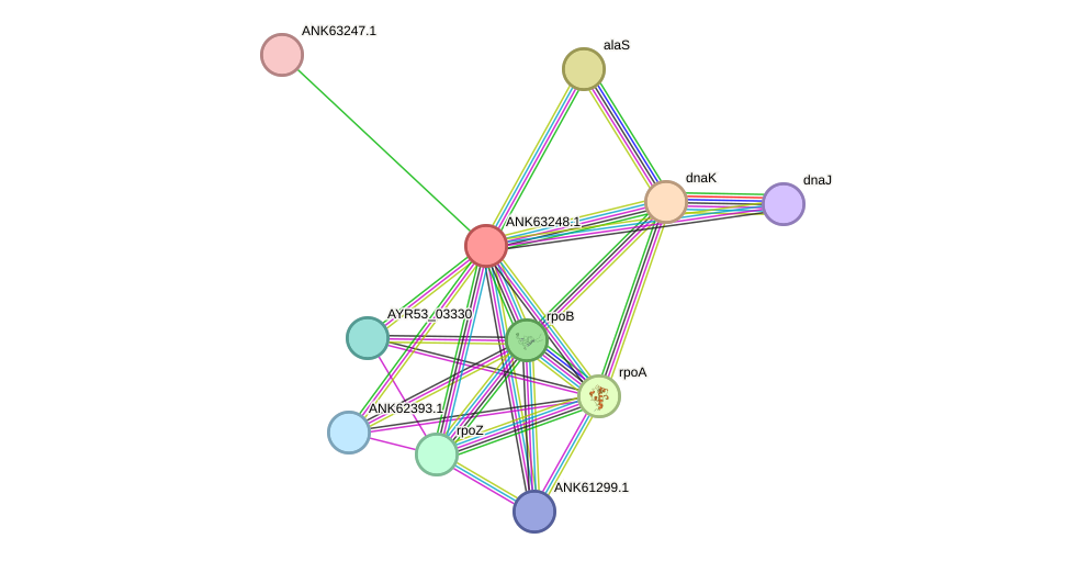 STRING protein interaction network