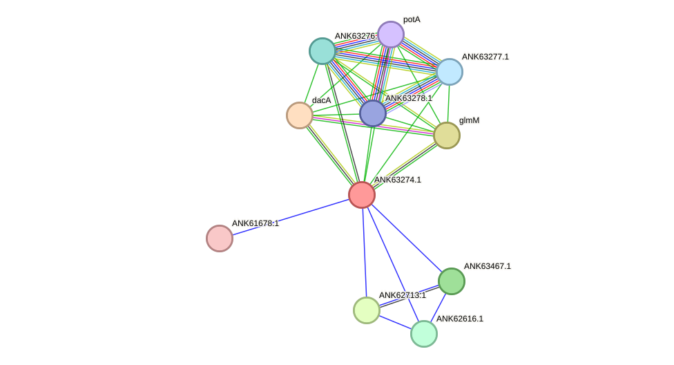 STRING protein interaction network