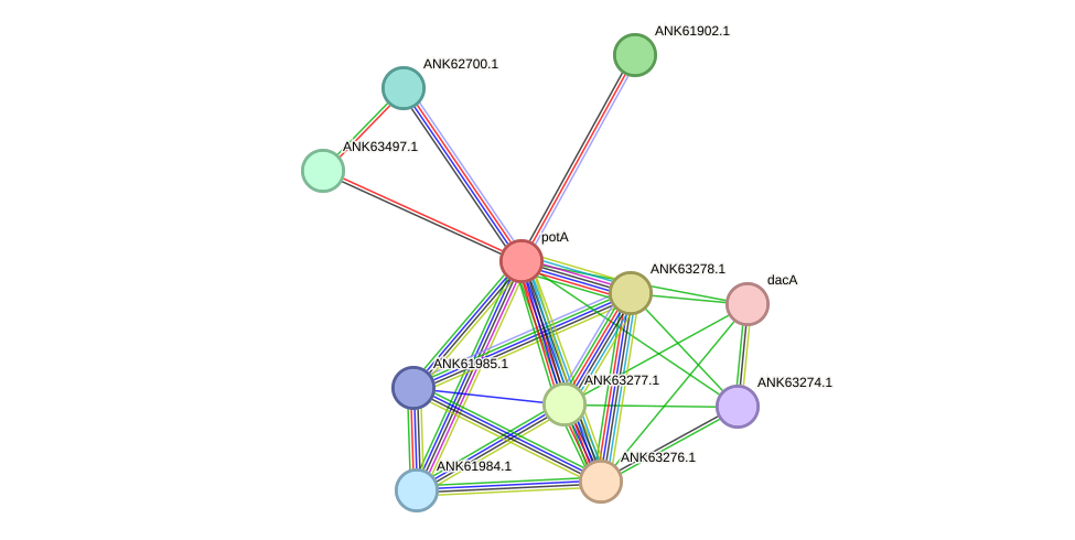 STRING protein interaction network