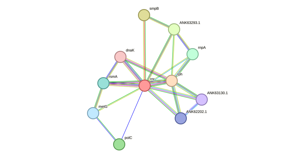 STRING protein interaction network