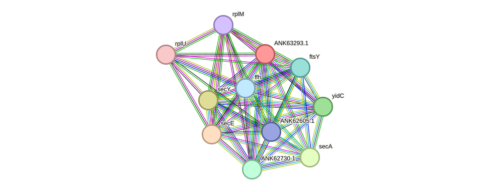 STRING protein interaction network