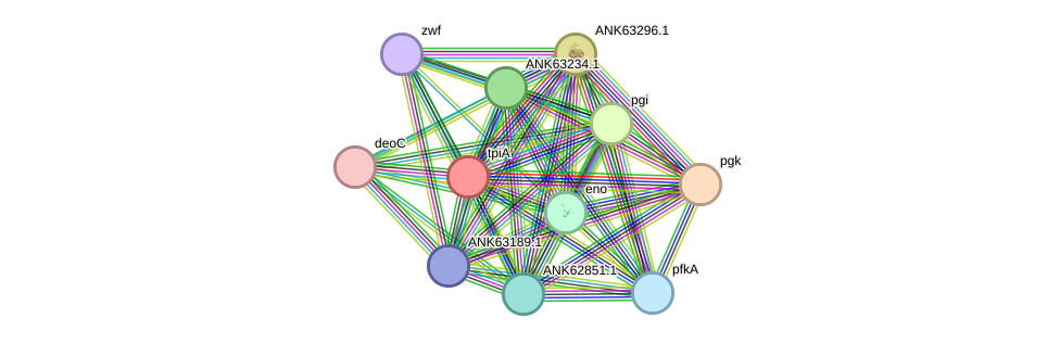 STRING protein interaction network