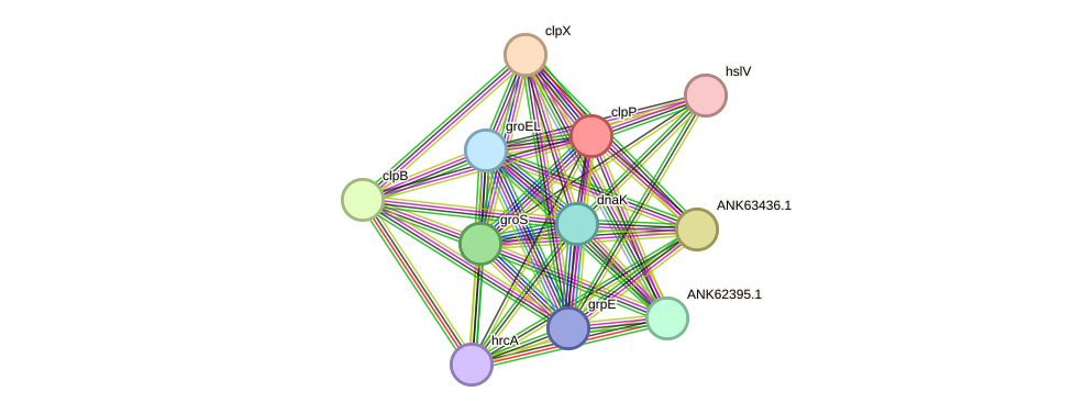 STRING protein interaction network