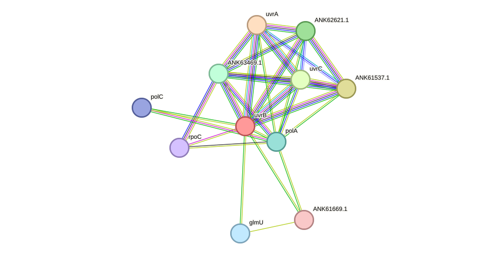 STRING protein interaction network