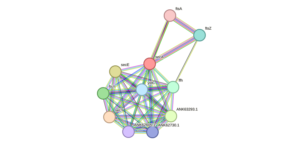 STRING protein interaction network