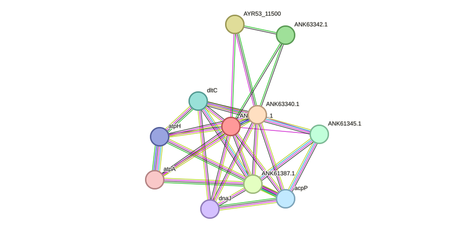 STRING protein interaction network
