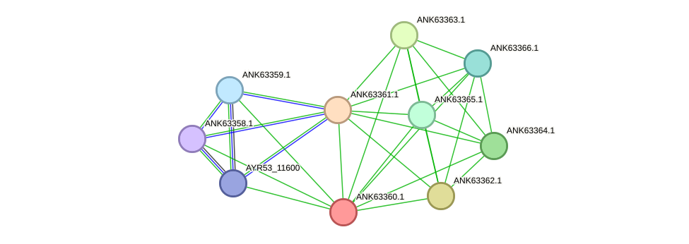 STRING protein interaction network