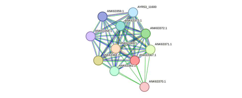STRING protein interaction network